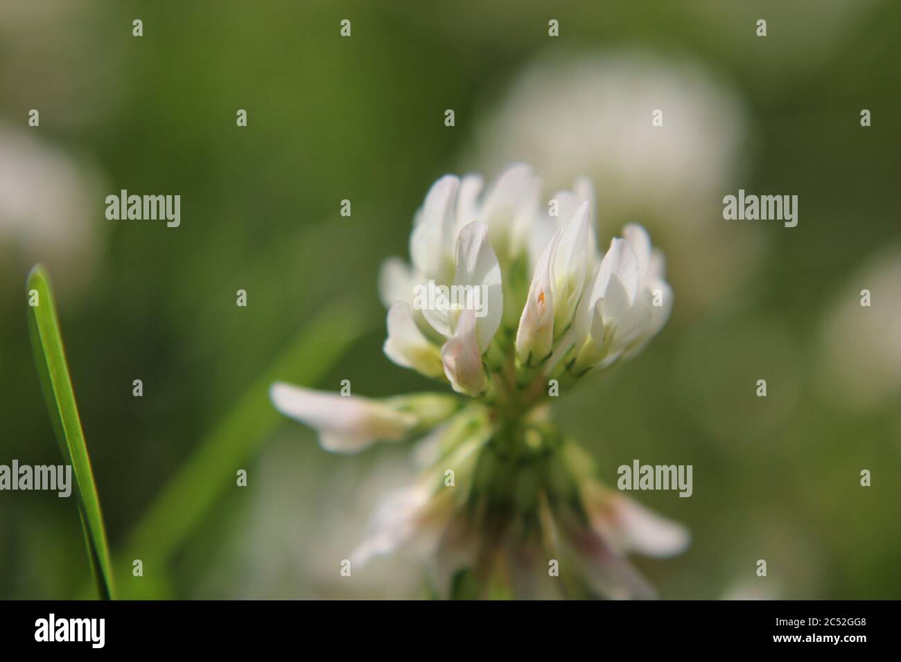 Trifolium repens, Dutch clover, Ladino clover, or Ladino, growing in