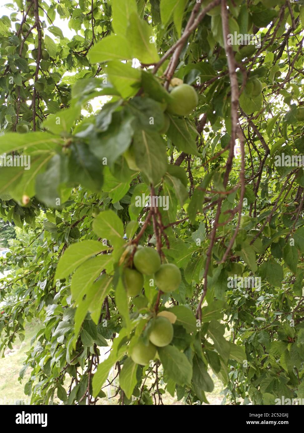 vertical shot of organic fresh java plum on tree with... Vertical closeup shot of green plum tree Stock Photo - Alamy