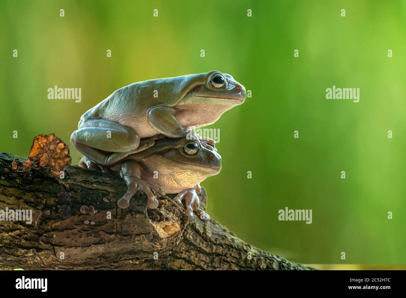 Two Australian green tree frogs on top of each other on a branch, Indonesia Stock Photo