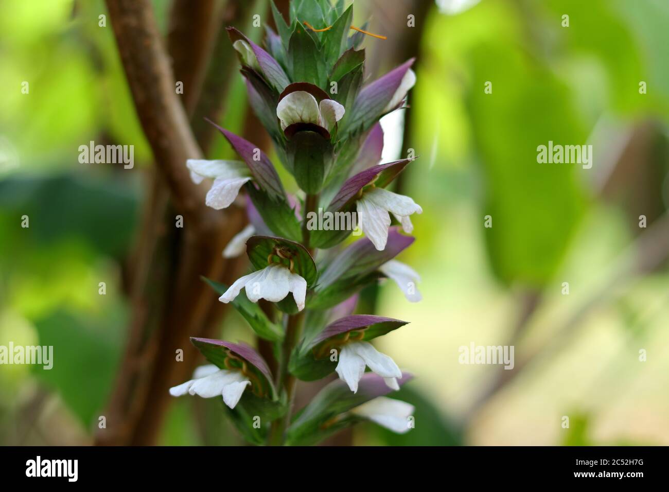Selective shot of an Acanthus plant under the sunlight with a blurry background Stock Photo