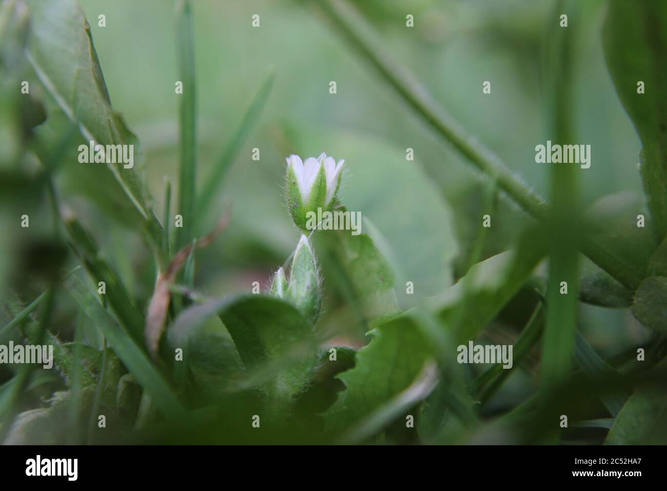 Veronica, common speedwell, bird's eye, and gypsyweed, Thymeleaved