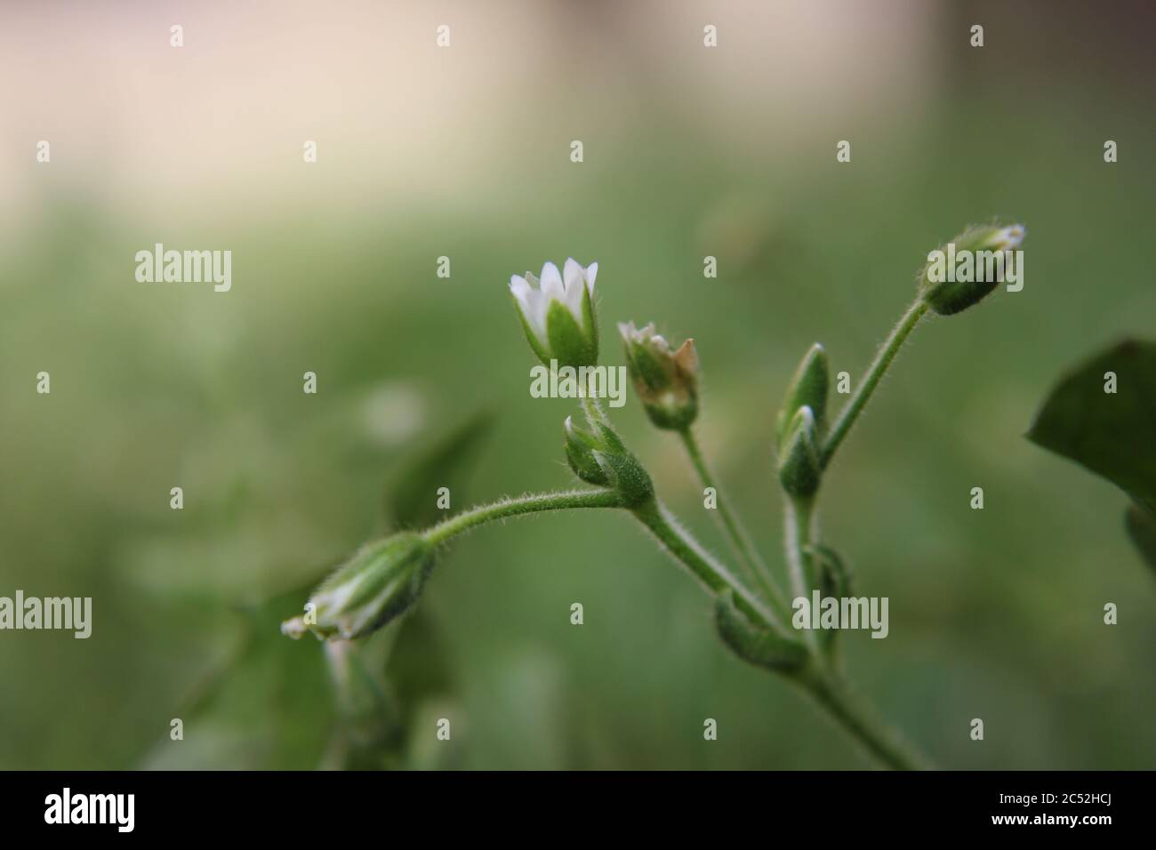 Veronica, common speedwell, bird's eye, and gypsyweed, Thymeleaved