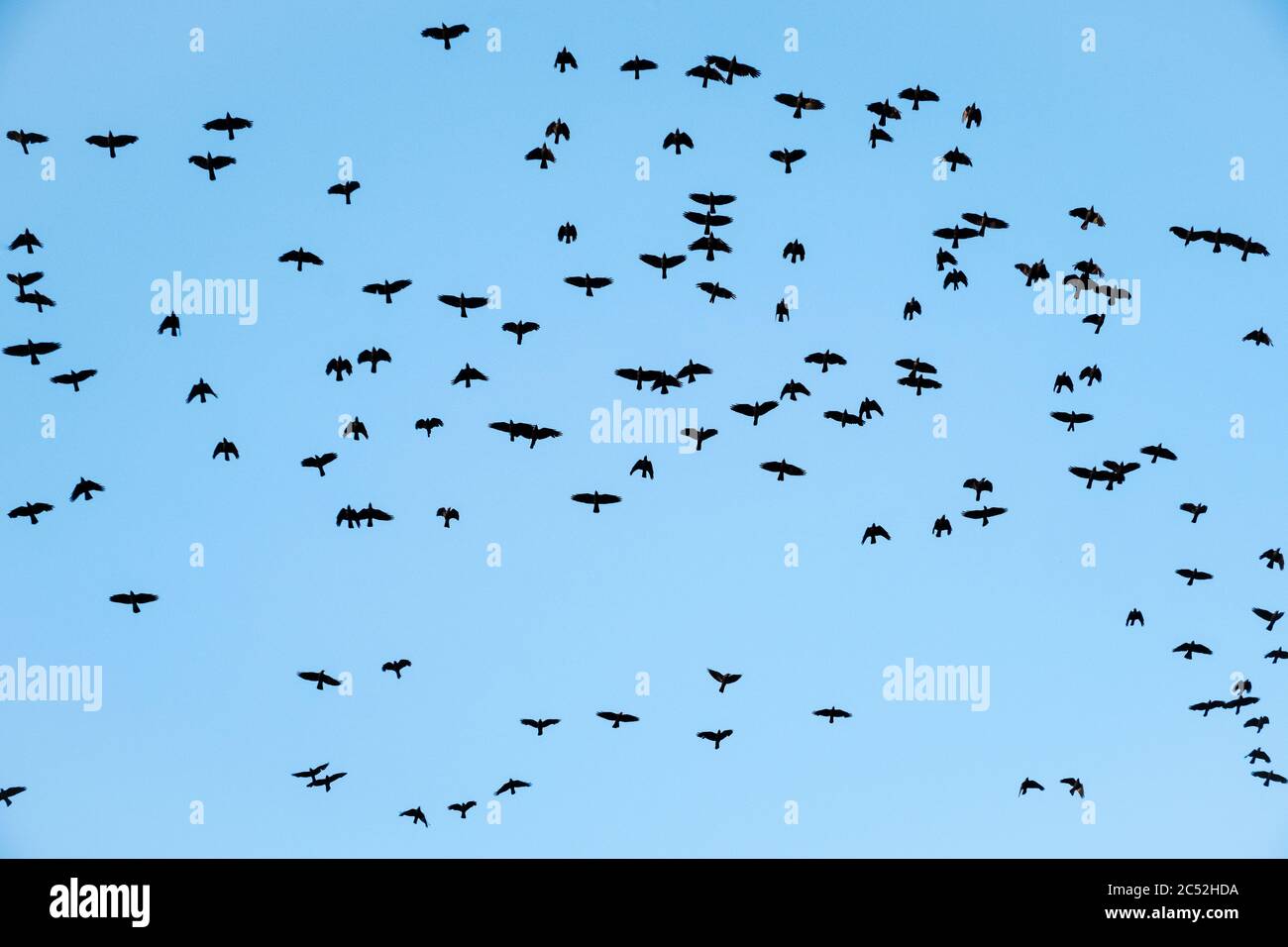 A flock of rooks (Corvus frugilegus) in flight against a blue sky, UK ...