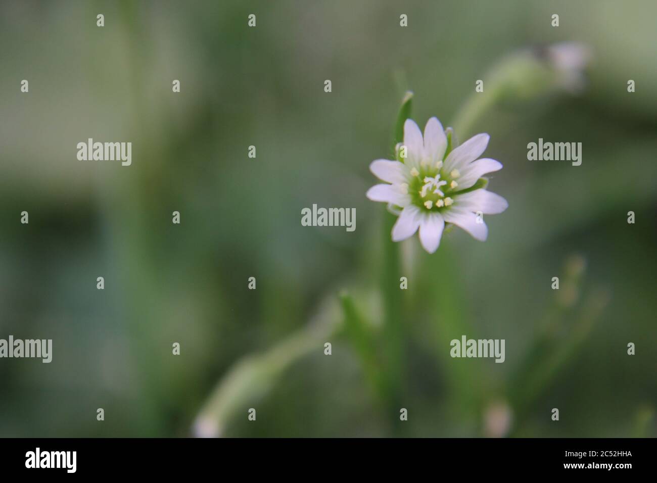 Veronica, common speedwell, bird's eye, and gypsyweed, Thymeleaved