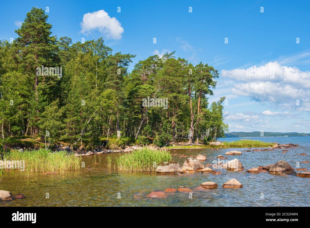 View towards a beach with a pine forest in the summer Stock Photo - Alamy