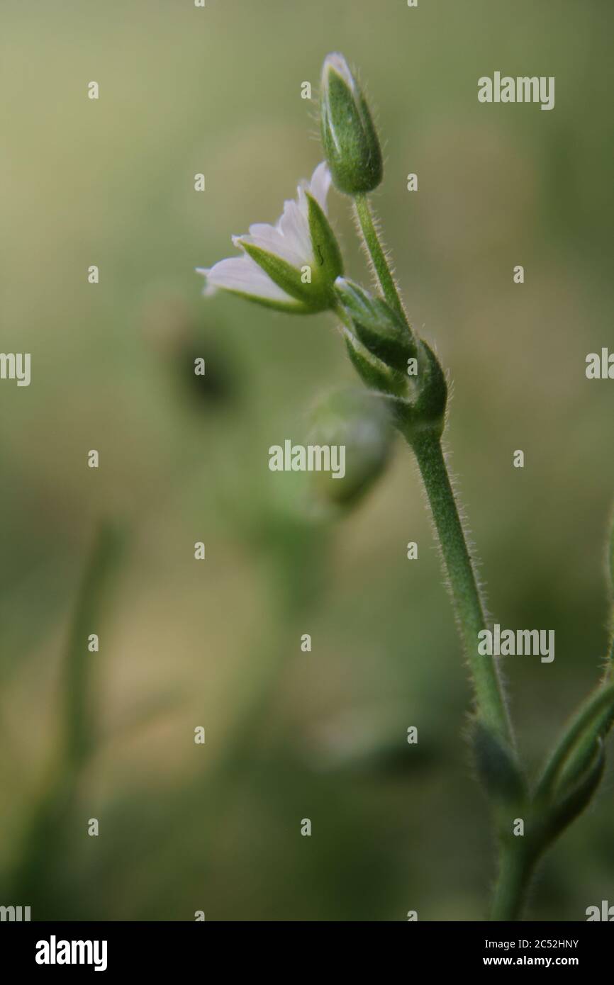 Veronica, common speedwell, bird's eye, and gypsyweed, Thymeleaved