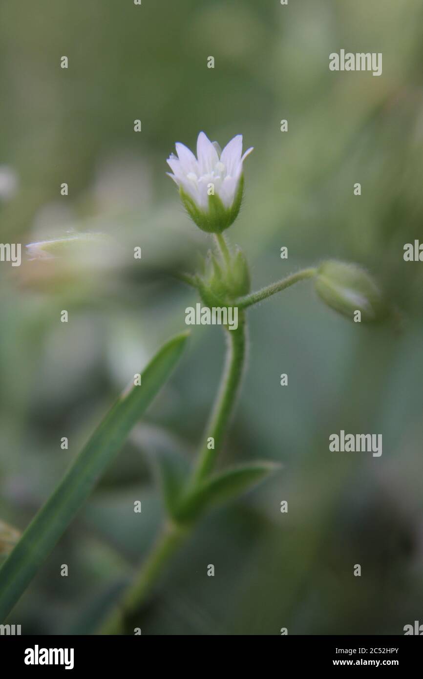 Veronica, common speedwell, bird's eye, and gypsyweed, Thymeleaved