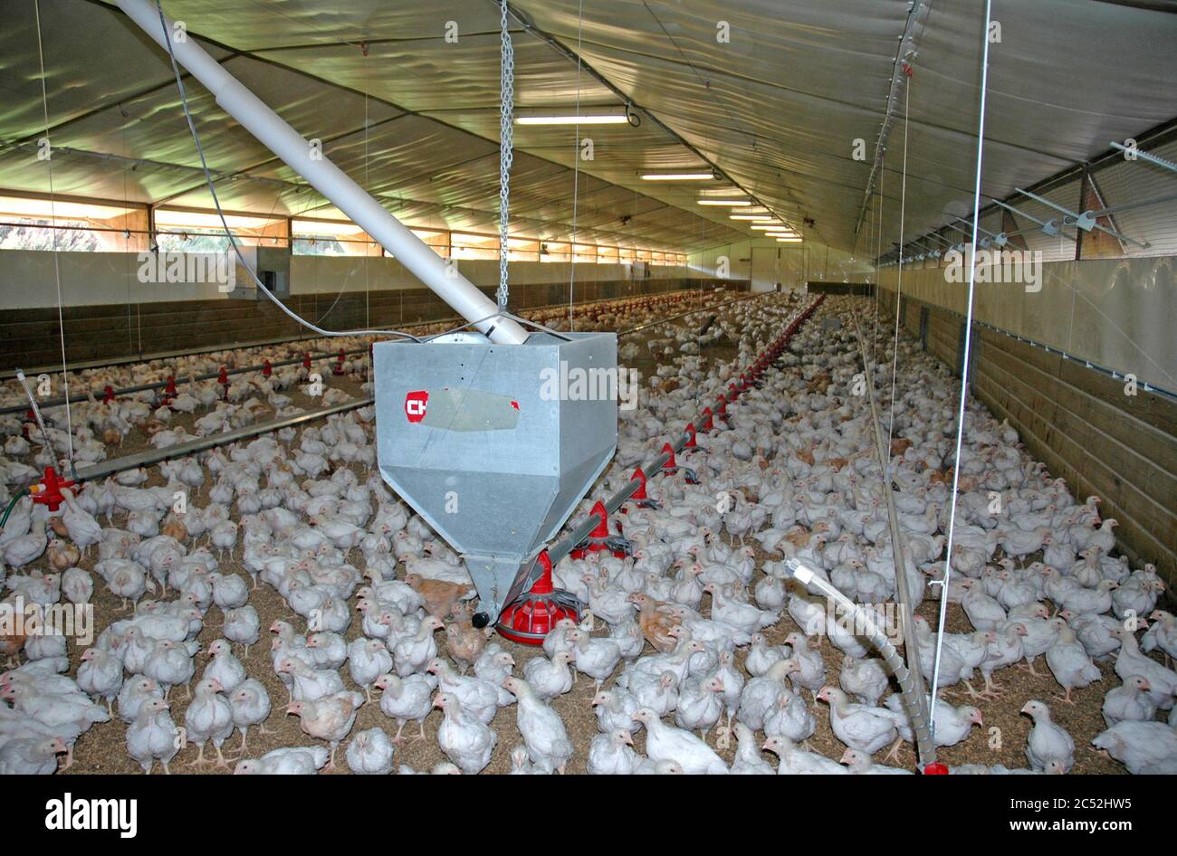 Inside a free range broiler house. Chickens specially bred by crossing