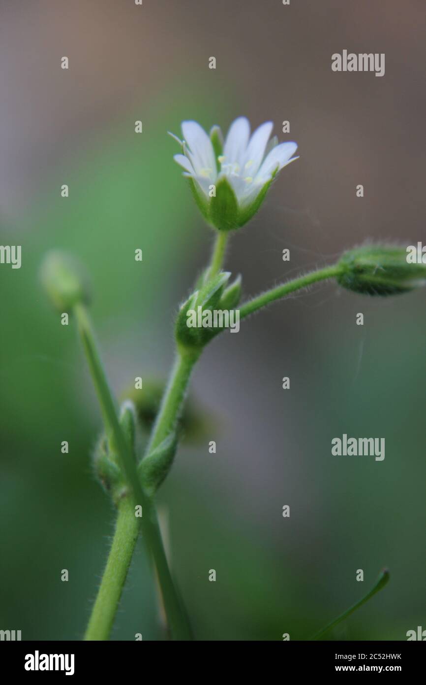 Veronica, common speedwell, bird's eye, and gypsyweed, Thymeleaved
