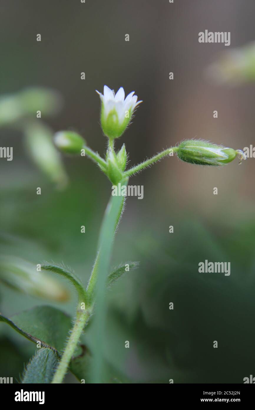 Veronica, common speedwell, bird's eye, and gypsyweed, Thymeleaved