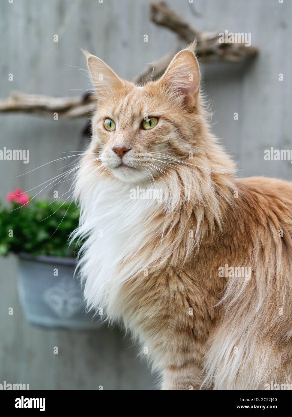 Portrait of a Maine Coon cat in a garden Stock Photo