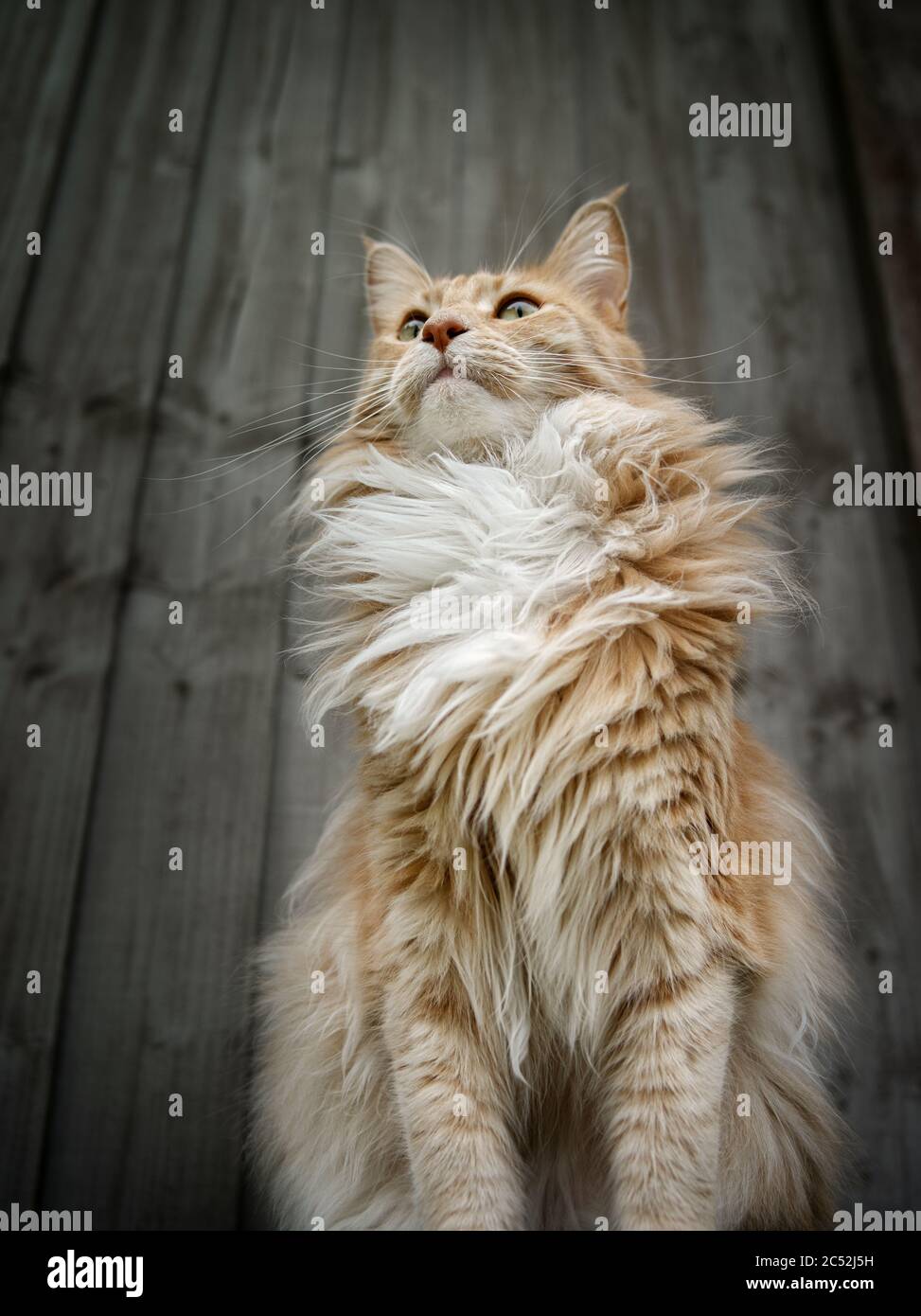 Portrait of a Maine Coon cat in a garden Stock Photo