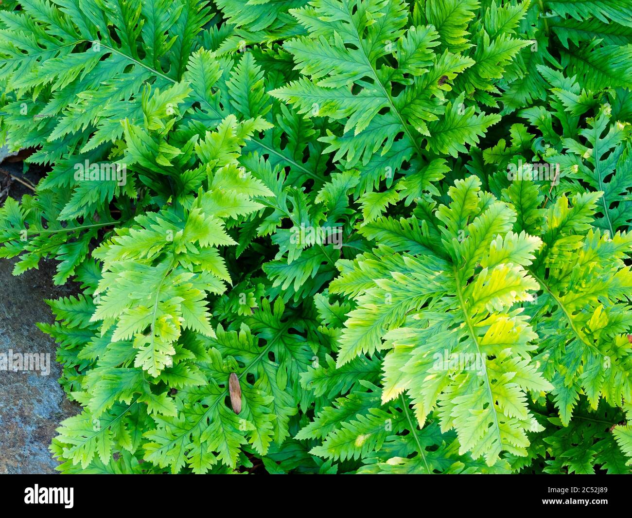 Intricately cut fronds of the polypody fern, Polypodium cambricum 'Richard Kayse' Stock Photo