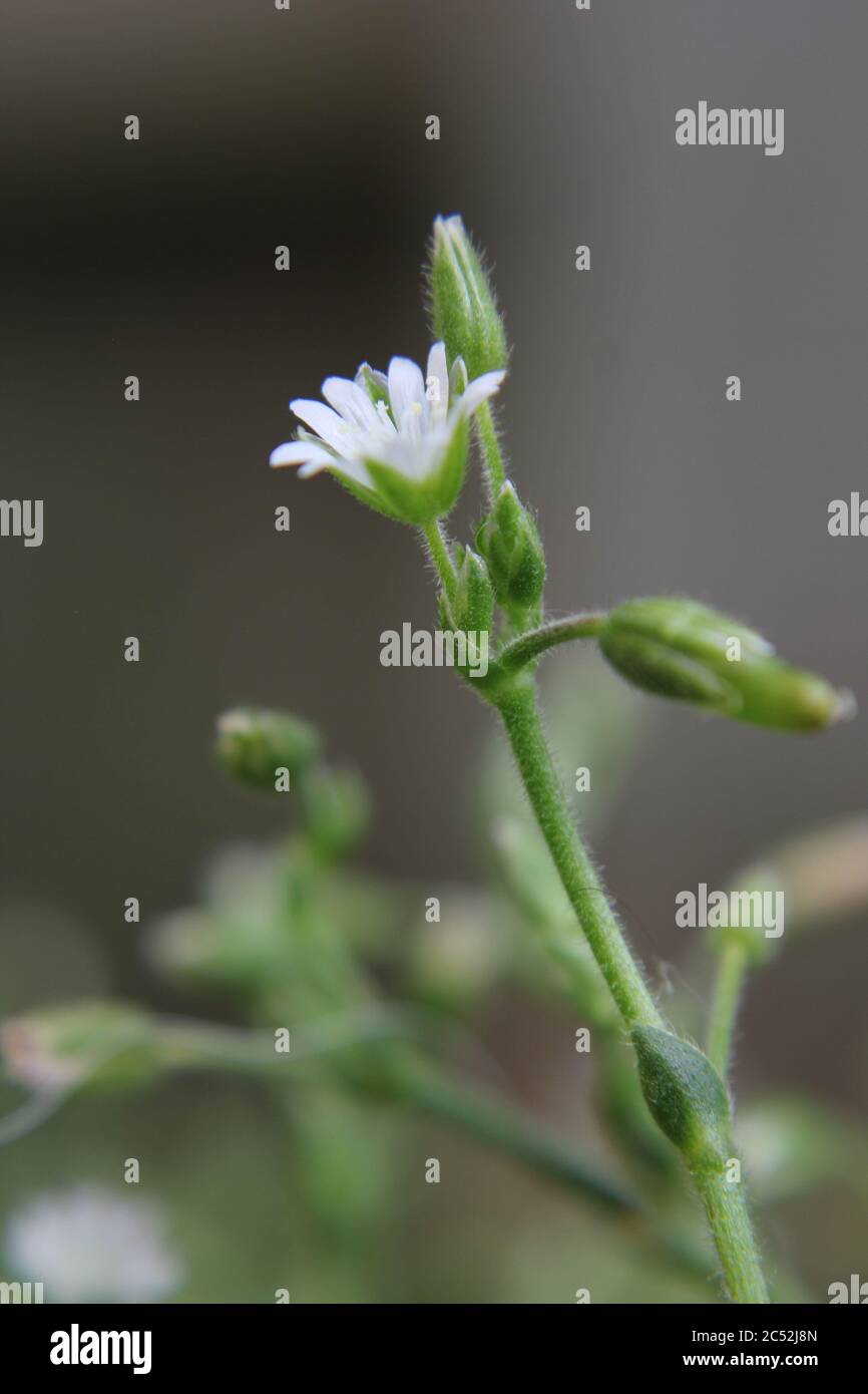Veronica, common speedwell, bird's eye, and gypsyweed, Thymeleaved