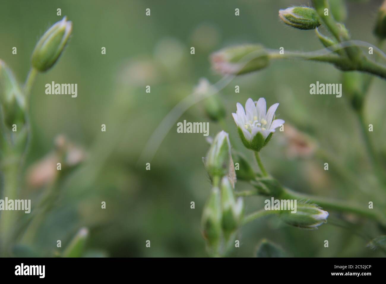 Veronica, common speedwell, bird's eye, and gypsyweed, Thymeleaved