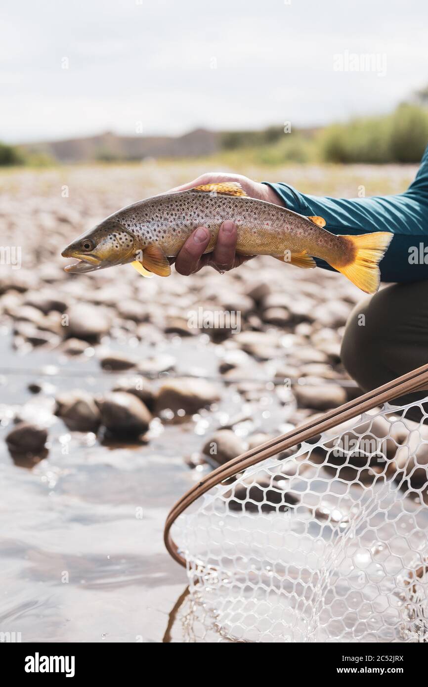 Hand holding a freshly caught trout, USA Stock Photo