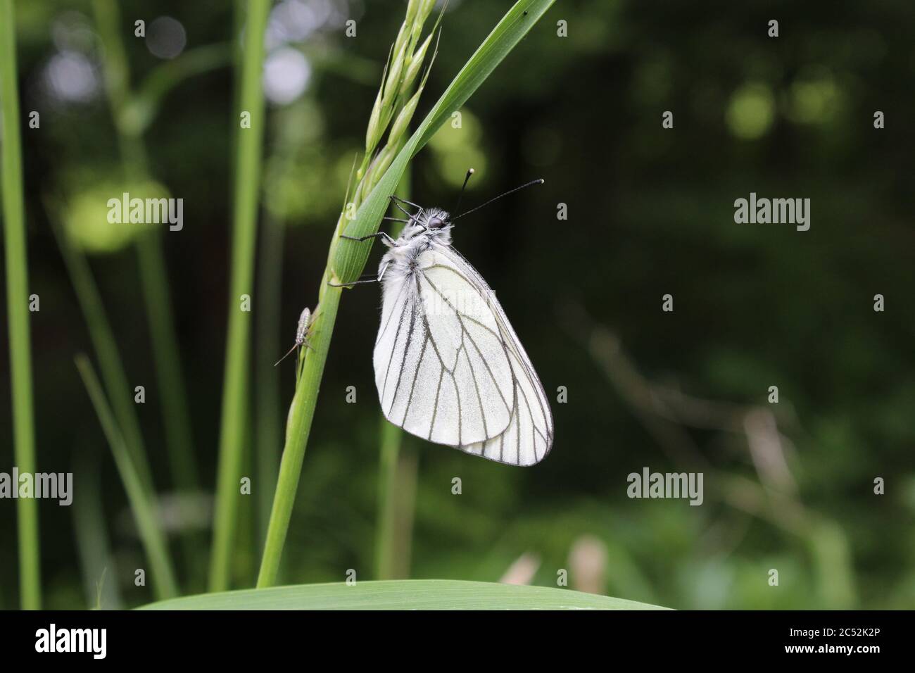 Baum-Weißling (Aporia crataegi, black-veined white) sitting on grass after rain in a forest in Upper Bavaria, Germany. Stock Photo
