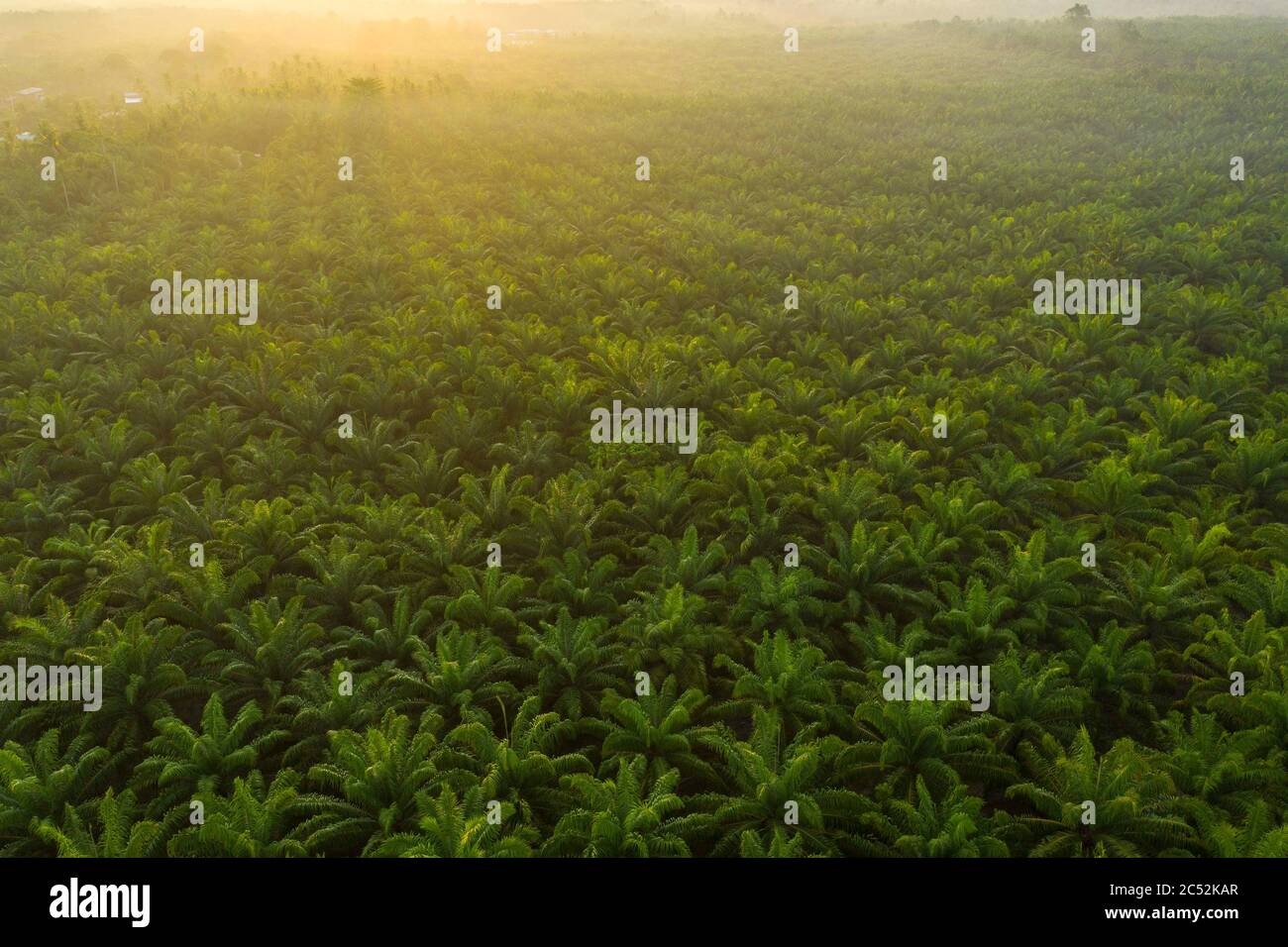 Palm oil plantation at sunrise, Malaysia Stock Photo