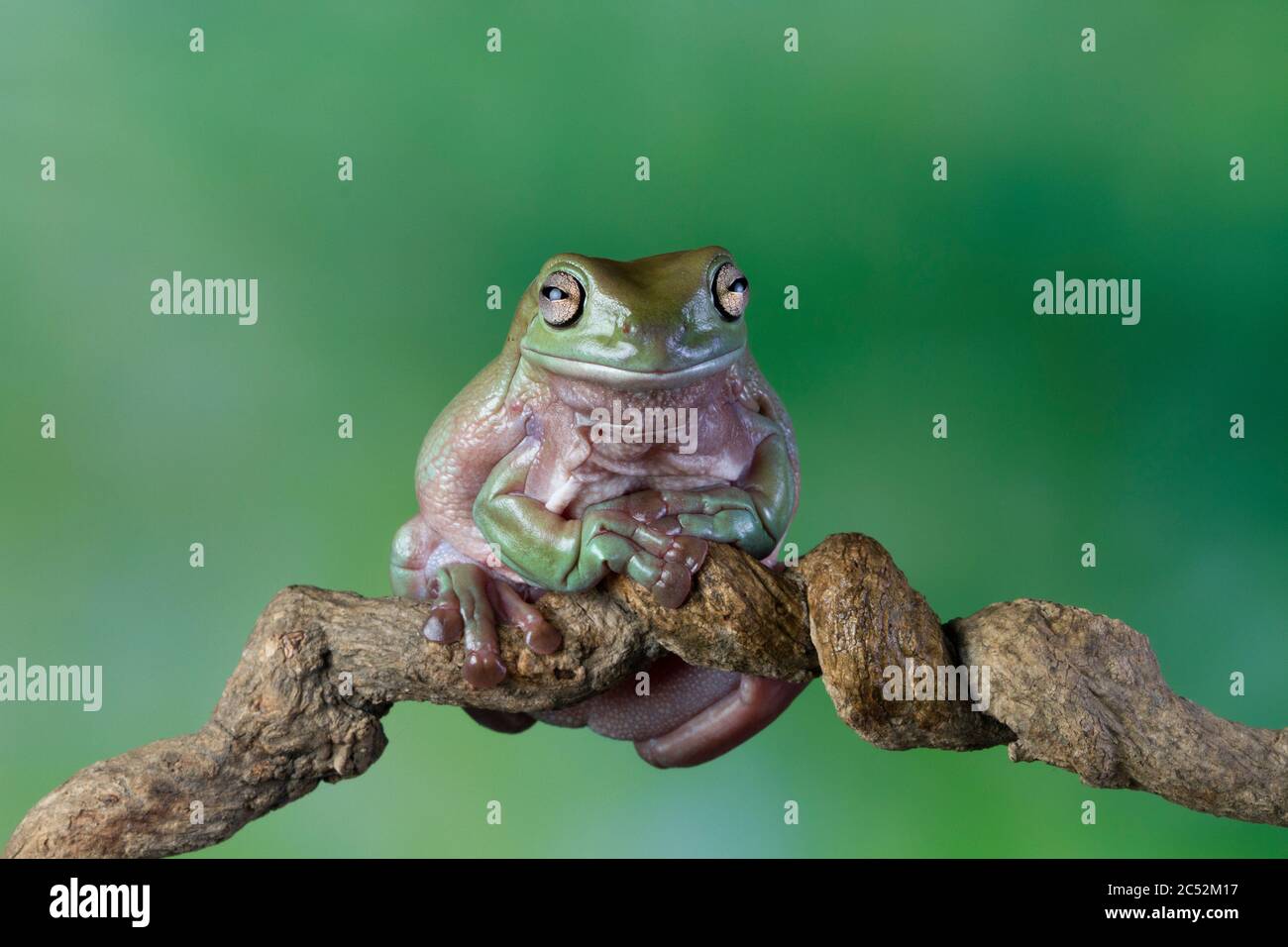 Australian white tree frog sitting on a branch, Indonesia Stock Photo