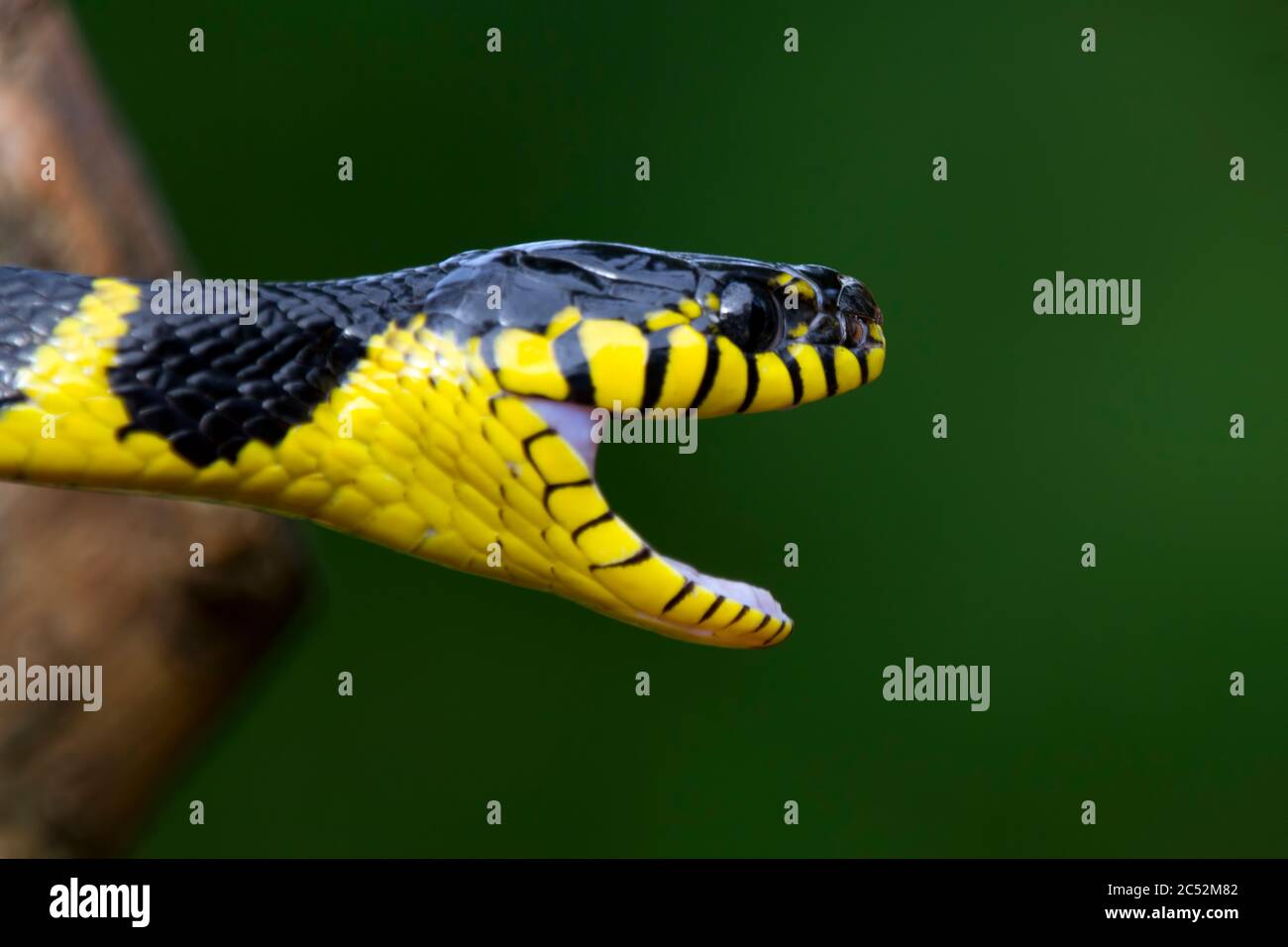 Close-up of a boiga snake, Indonesia Stock Photo
