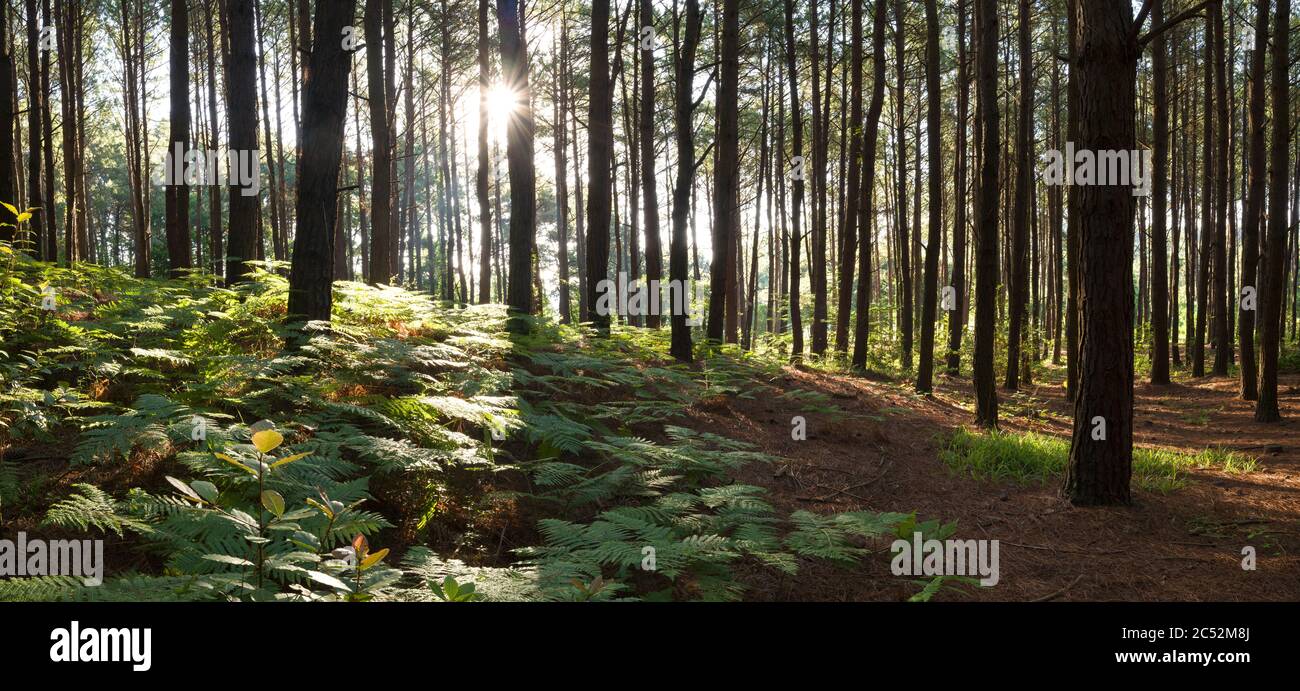 Ferns in the forest in sunlight hi-res stock photography and images - Alamy
