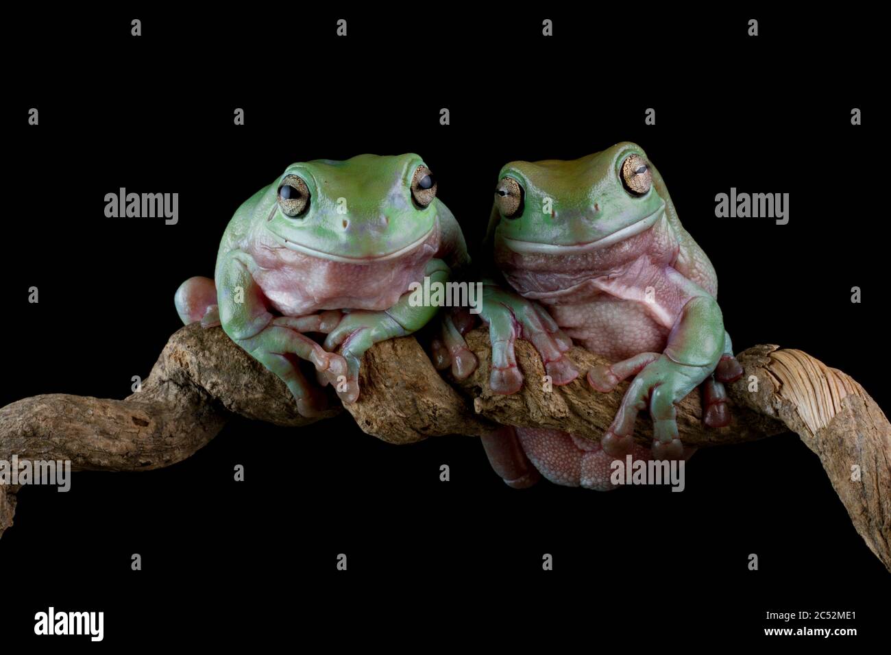 Two Australian Tree frogs on a branch, Indonesia Stock Photo
