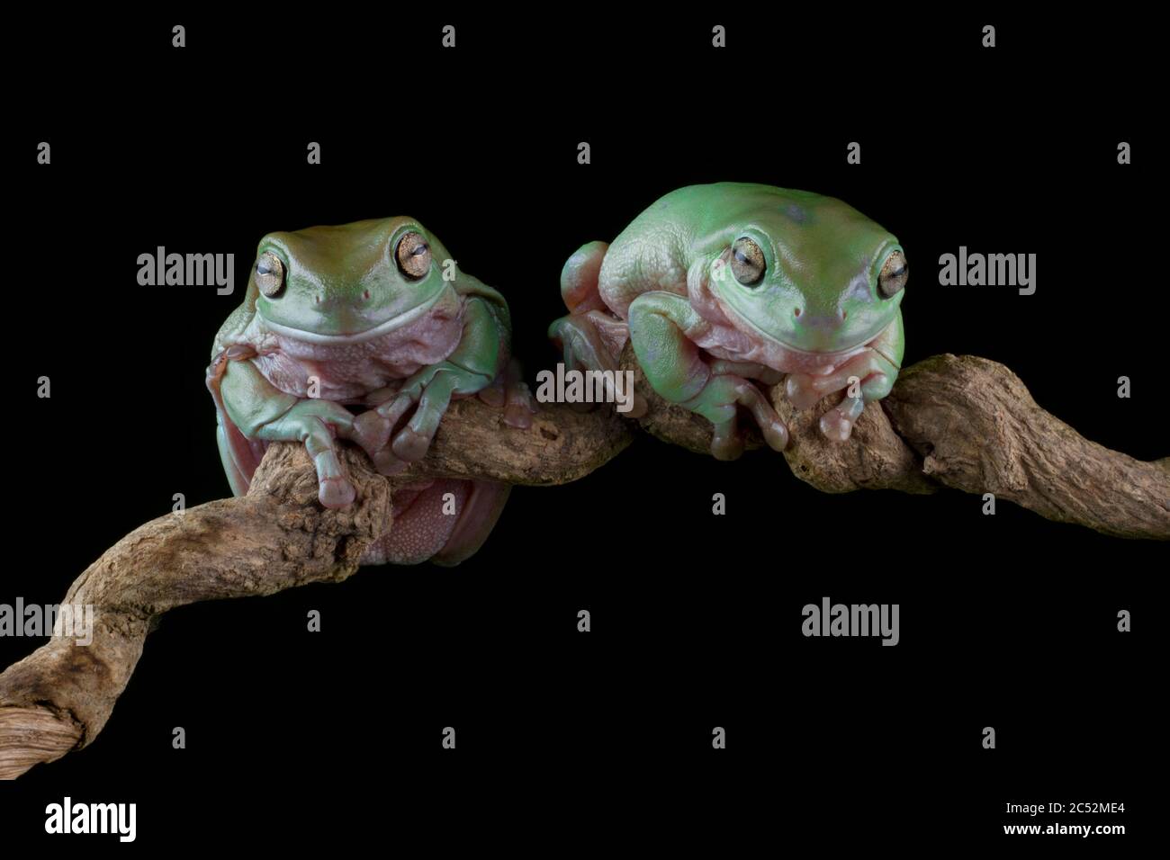 Two Australian Tree frogs on a branch, Indonesia Stock Photo