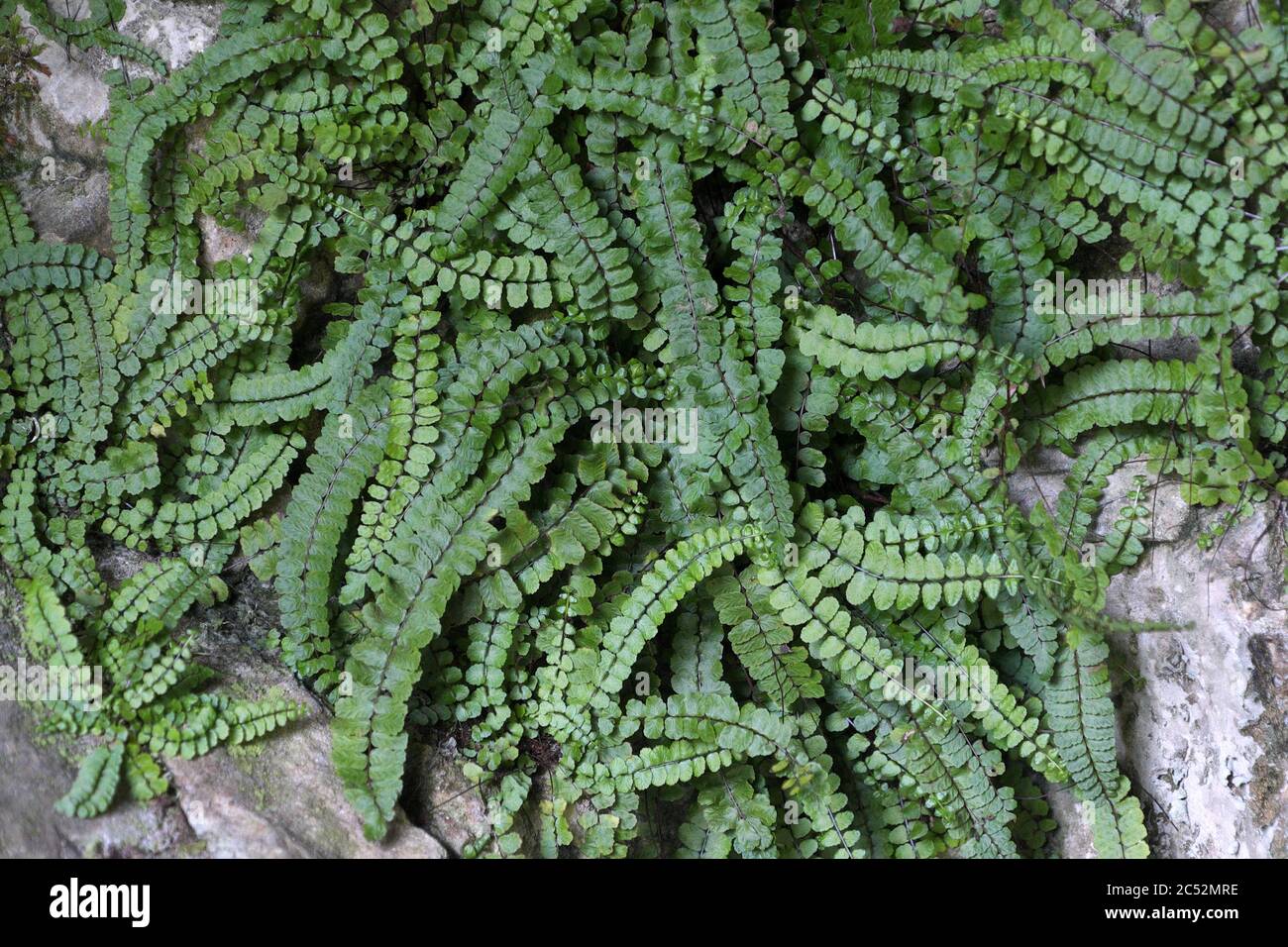 Maidenhair spleenwort (fern) growing on limestone in the Yorkshire Dales National Park, North Yorkshire, England Stock Photo