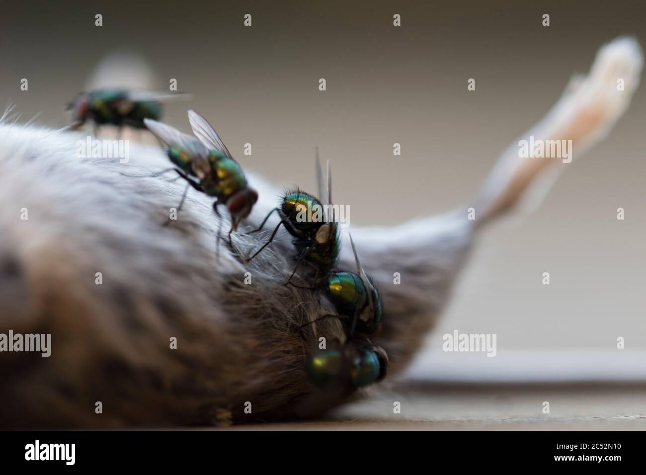 Fly Eggs High Resolution Stock Photography and Images Alamy