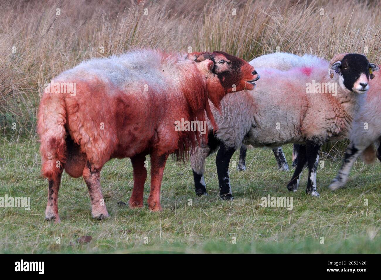 A tup (ram) covered in raddle eyes up some ewes in the Lake District National Park, Cumbria, UK Stock Photo
