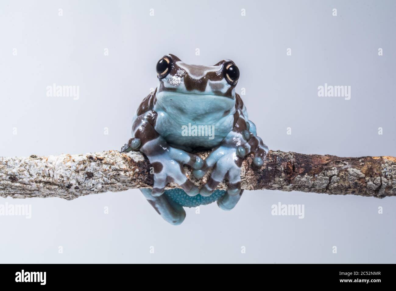 Amazon milk frog on a branch, Indonesia Stock Photo Alamy