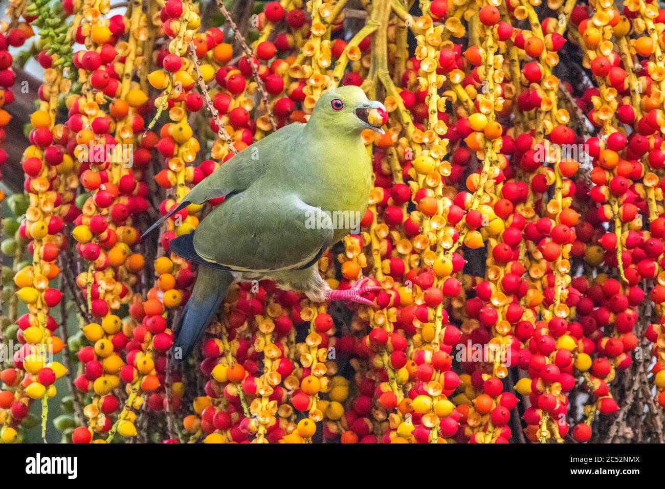 Bird Eating Fruit