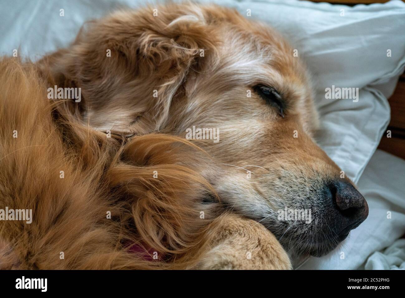 A golden retriever fast asleep on a human bed, using a pillow to rest it's head on, while it's sleeps like a human! Stock Photo