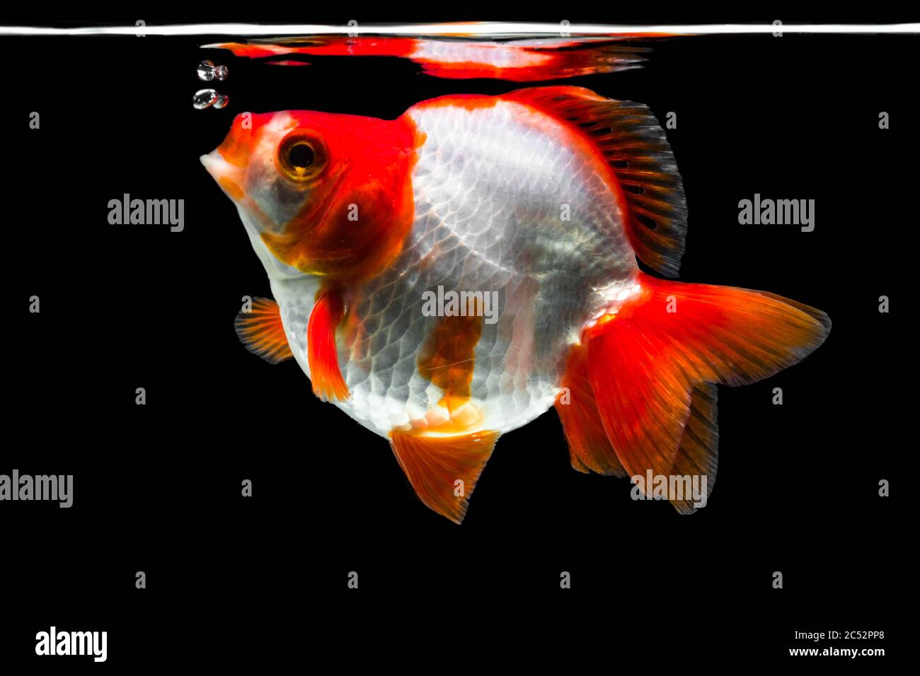 Ryukin goldfish breathing at water's surface Stock Photo