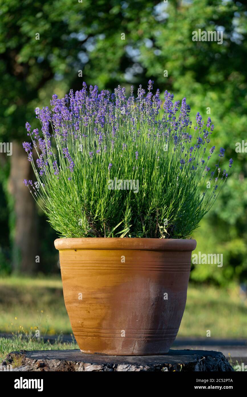 Terracotta plant pot, planted with Lavender, sat on top of a tree stump Stock Photo