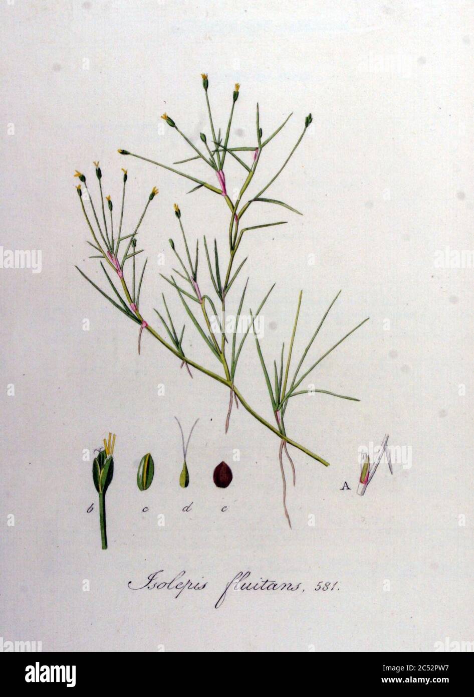 Isolepis fluitans — Flora Batava — Volume v8. Stock Photo