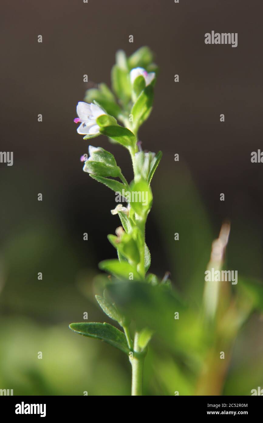 Veronica, common speedwell, bird's eye, and gypsyweed, Thymeleaved