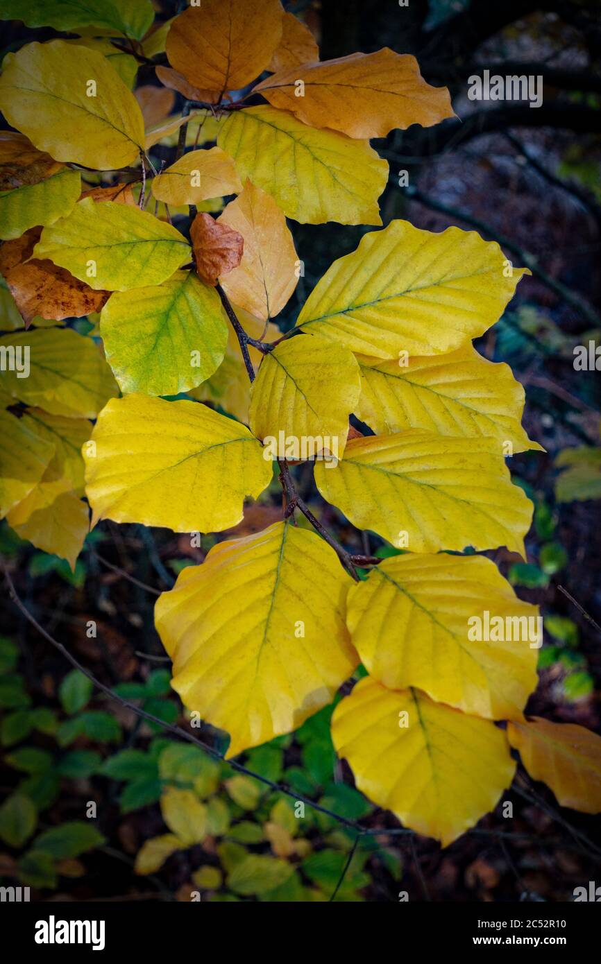 Portrait view of golden beech leaves in autumn Stock Photo