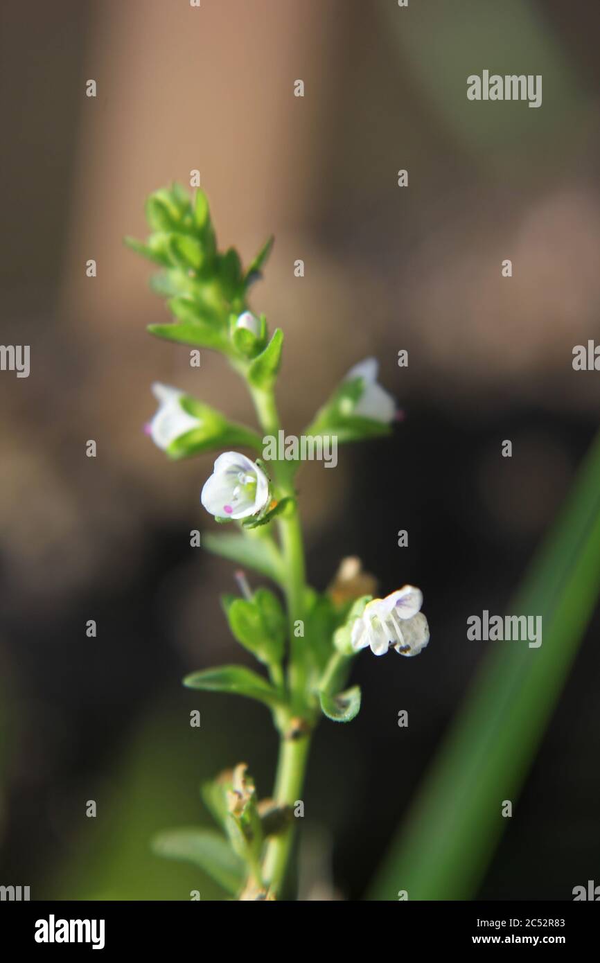 Veronica, common speedwell, bird's eye, and gypsyweed, Thymeleaved