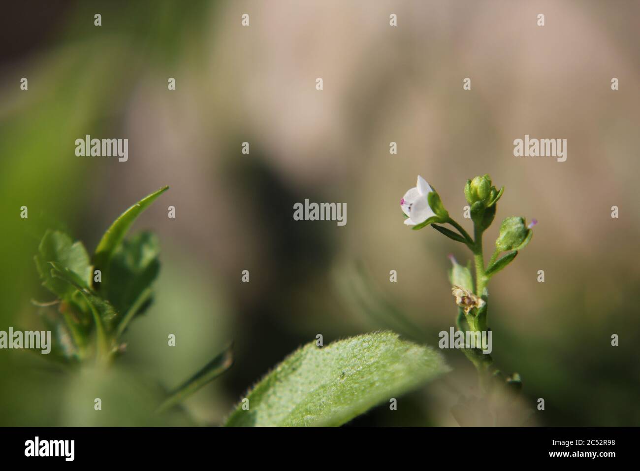 Veronica, common speedwell, bird's eye, and gypsyweed, Thymeleaved