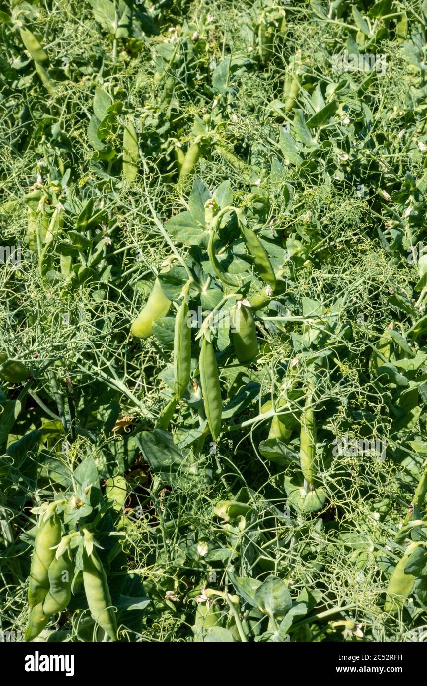 Crop of peas growing in a farmers field. Stock Photo