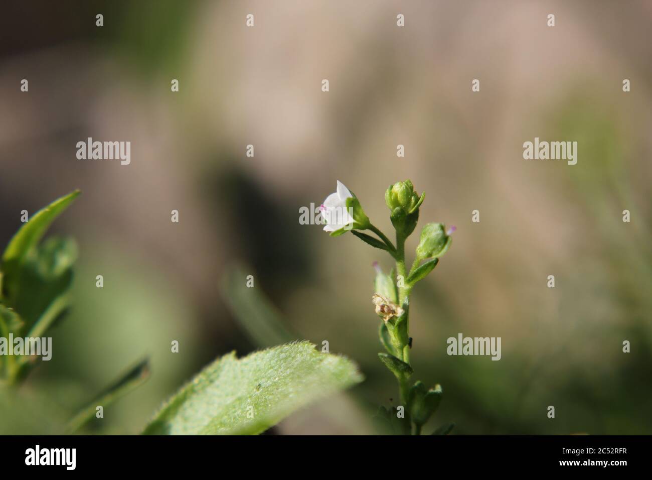 Veronica, common speedwell, bird's eye, and gypsyweed, Thymeleaved