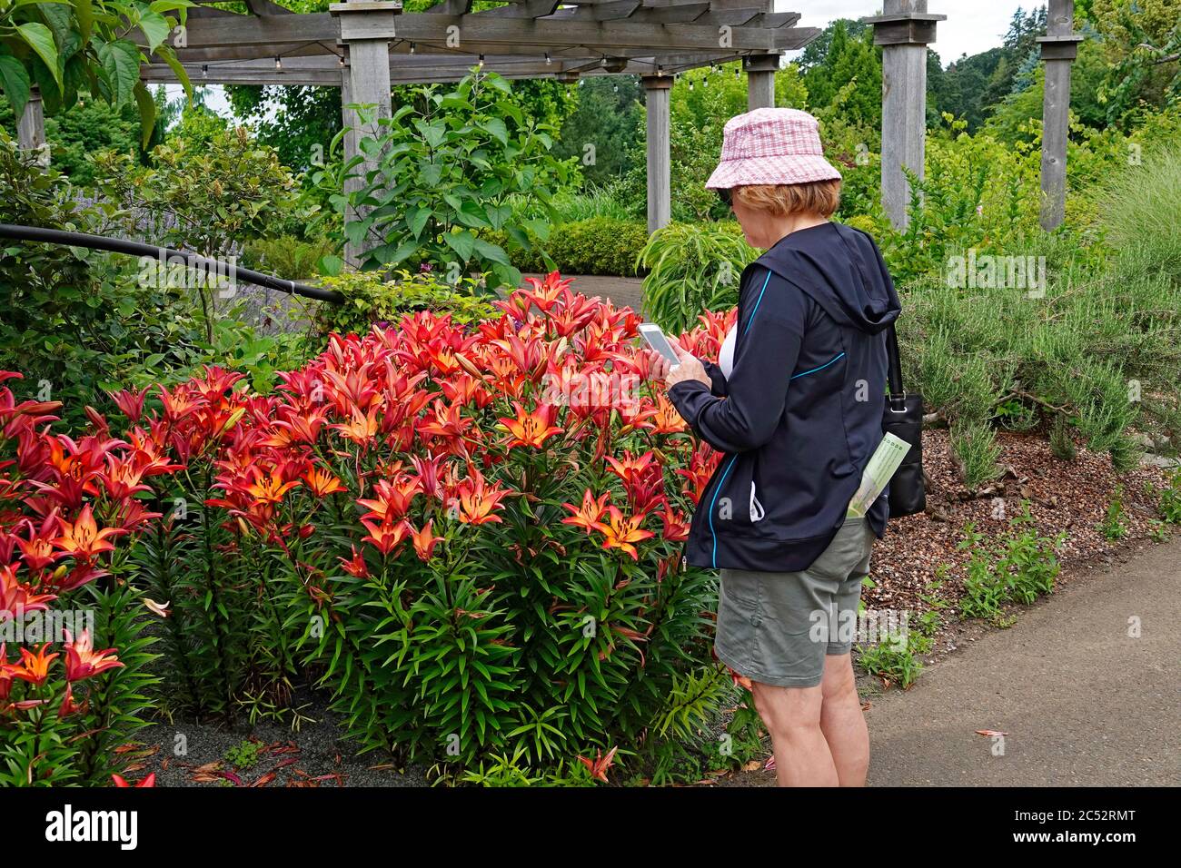 A visitor explores the flower exhibits in the Oregon Garden, near Silverton, Oregon, in the Willamette Valley. Stock Photo