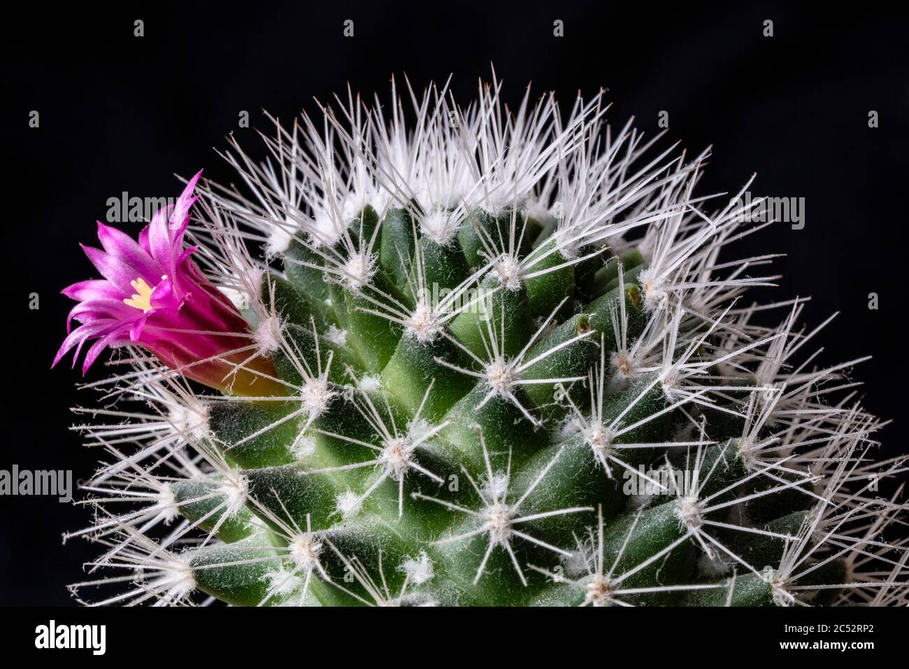 Pink flower on a cactus plant photographed against a black background Stock Photo