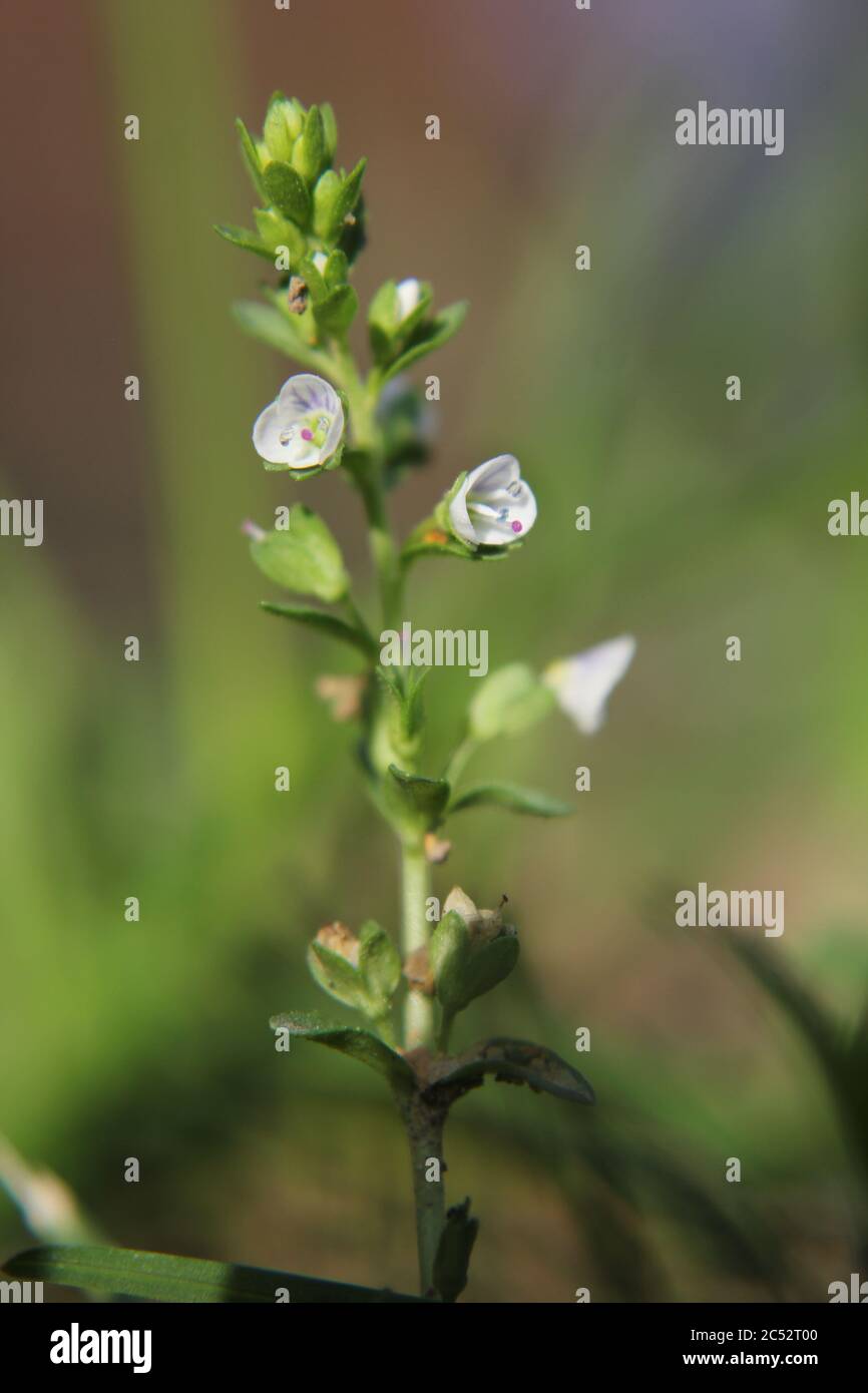Veronica, common speedwell, bird's eye, and gypsyweed, Thymeleaved