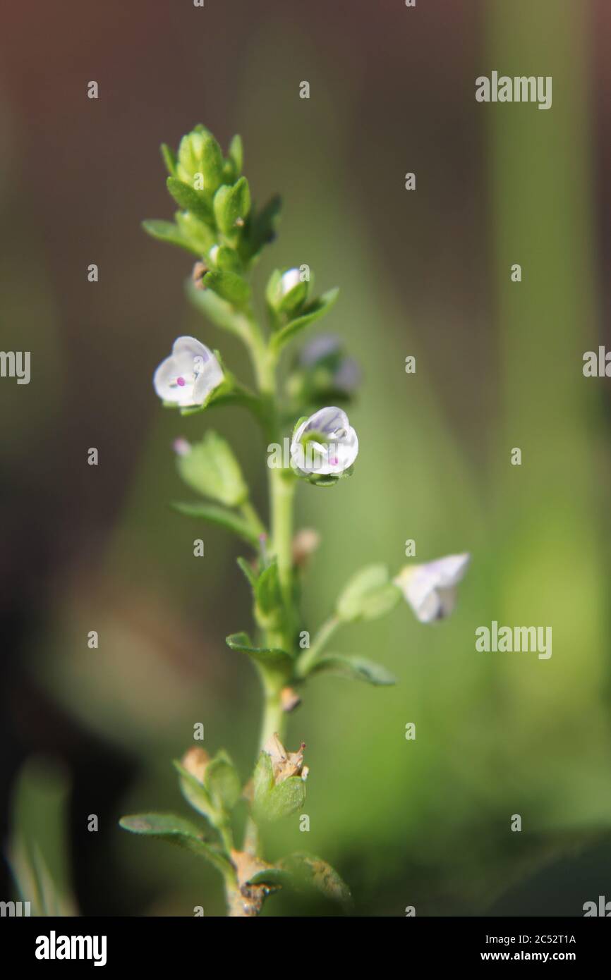 Veronica, common speedwell, bird's eye, and gypsyweed, Thymeleaved