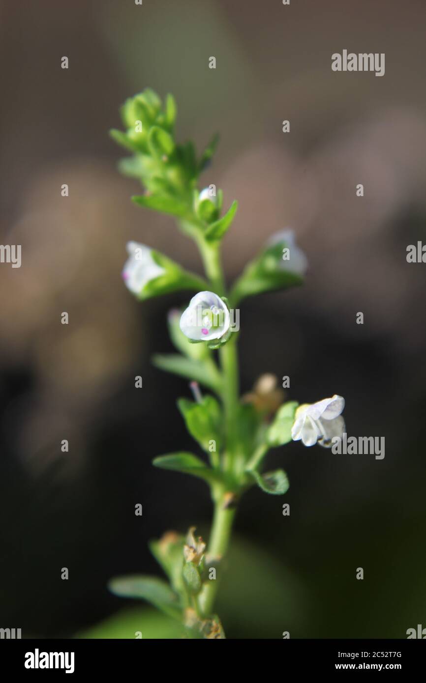 Veronica, common speedwell, bird's eye, and gypsyweed, Thymeleaved