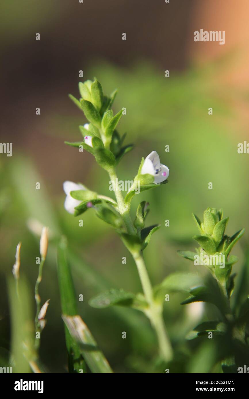 Veronica, common speedwell, bird's eye, and gypsyweed, Thymeleaved