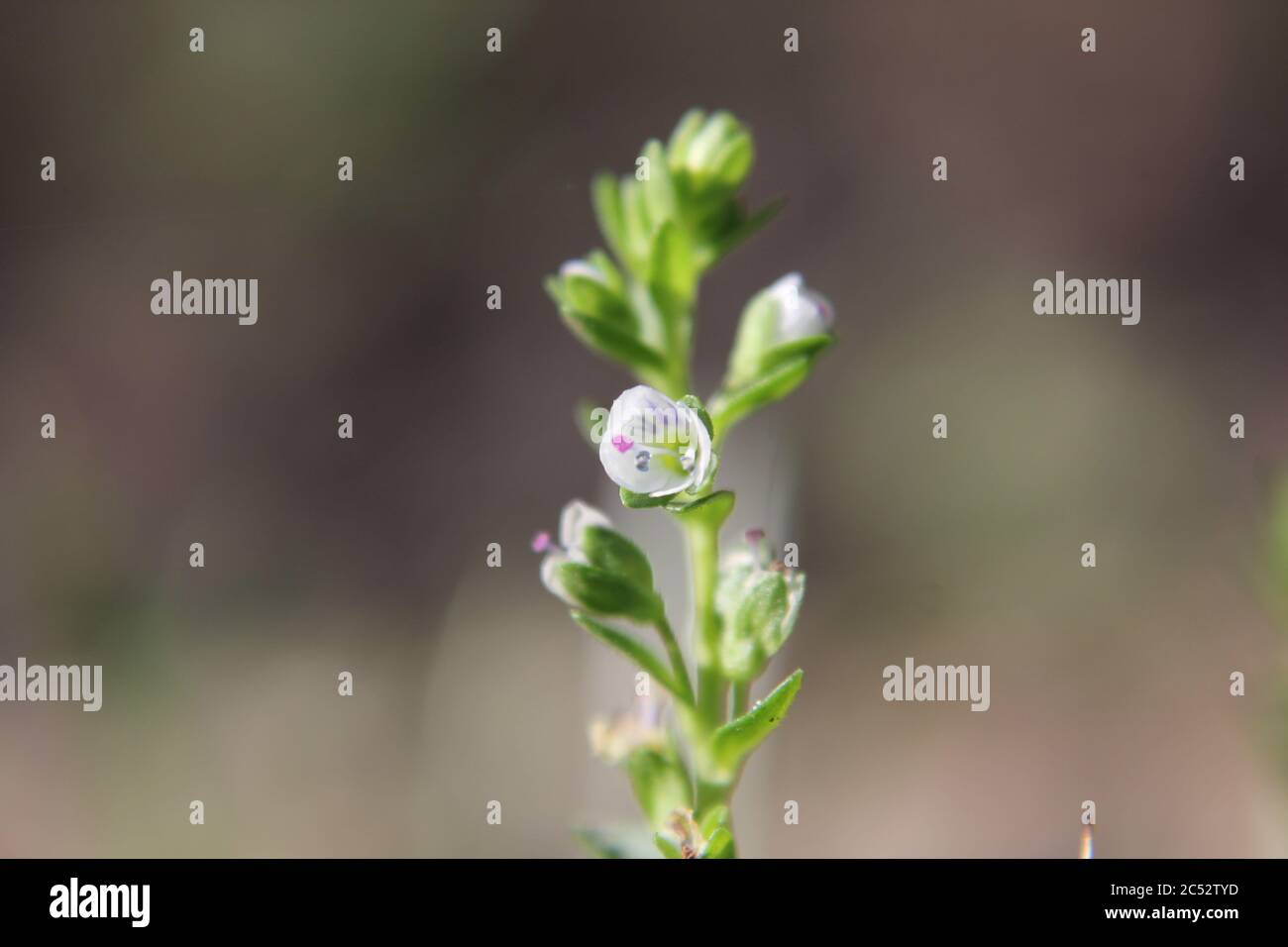 Veronica, common speedwell, bird's eye, and gypsyweed, Thymeleaved
