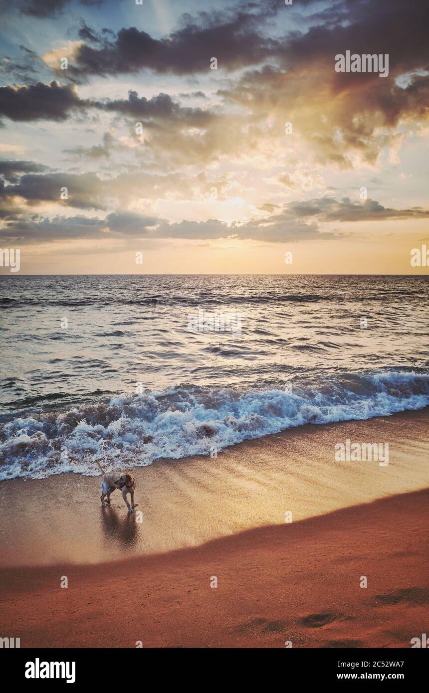 Dog on a tropical beach at sunset, color toning applied, Sri Lanka. Stock Photo